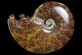 Polished, Agatized Ammonite (Cleoniceras) - Madagascar #97301-1